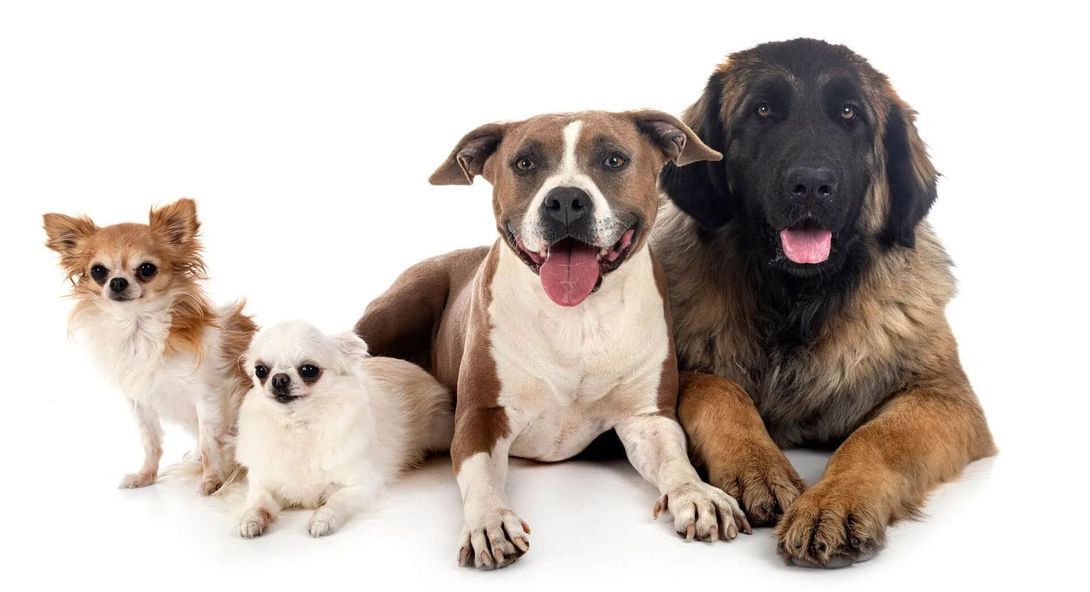 dogs