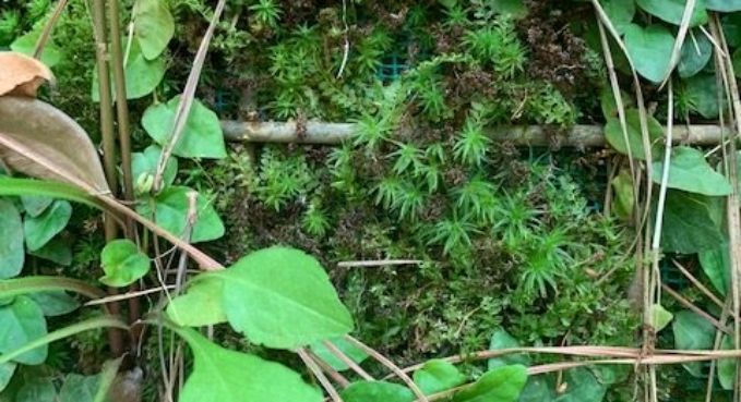 Living Retaining Walls 2