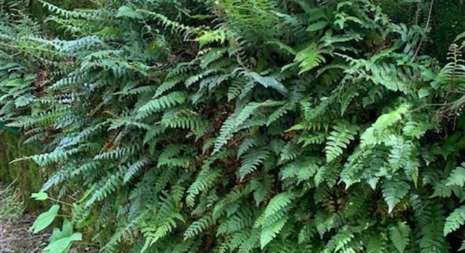 Living Retaining Walls 3