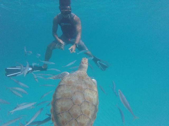 swimming with turtles in barbados