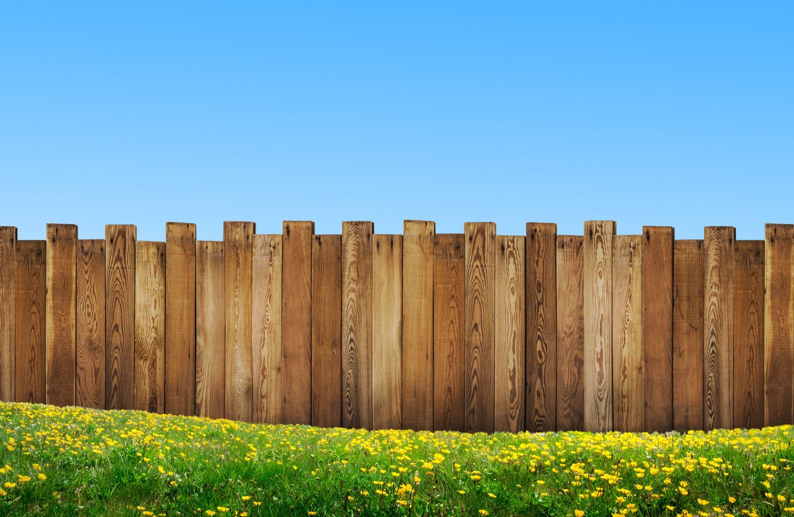 A wooden fence surrounds a field of yellow flowers.