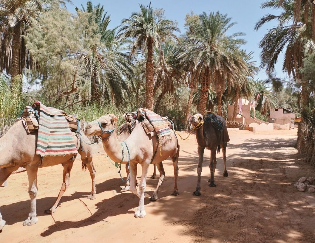 Three camels with saddles walk in a line along a sandy path lined with palm trees.
