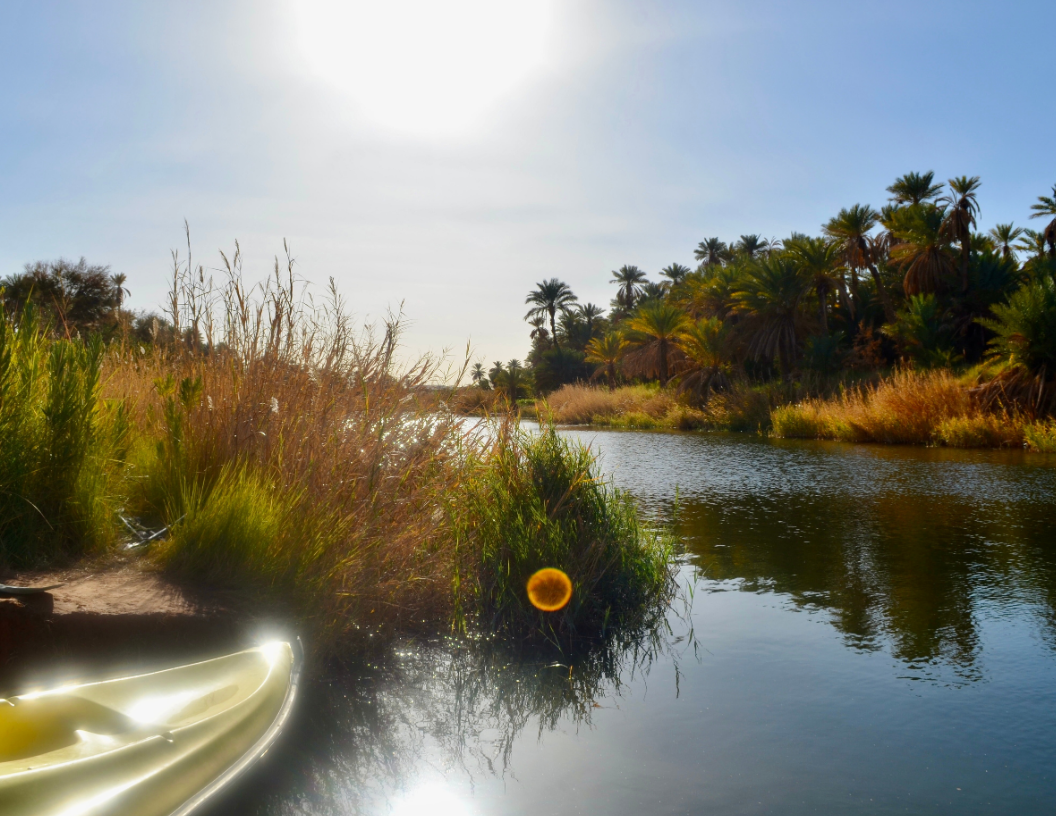 A view from a kayak on a sunlit river, bordered by tall grasses and a grove of palm trees under a bright blue sky.