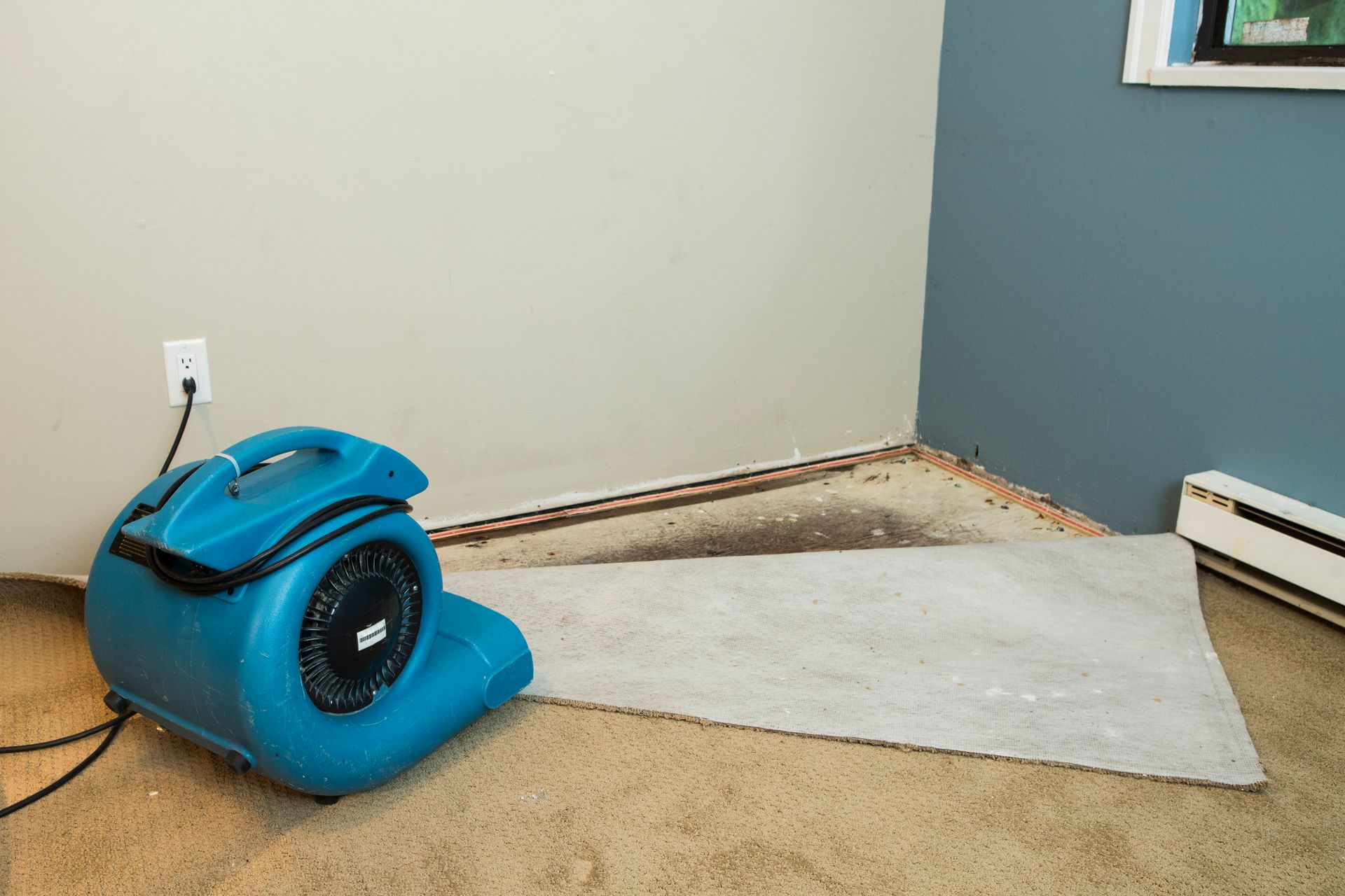 A blue air mover dries a wet carpet and padding pulled back from the corner of a room with gray and blue walls.