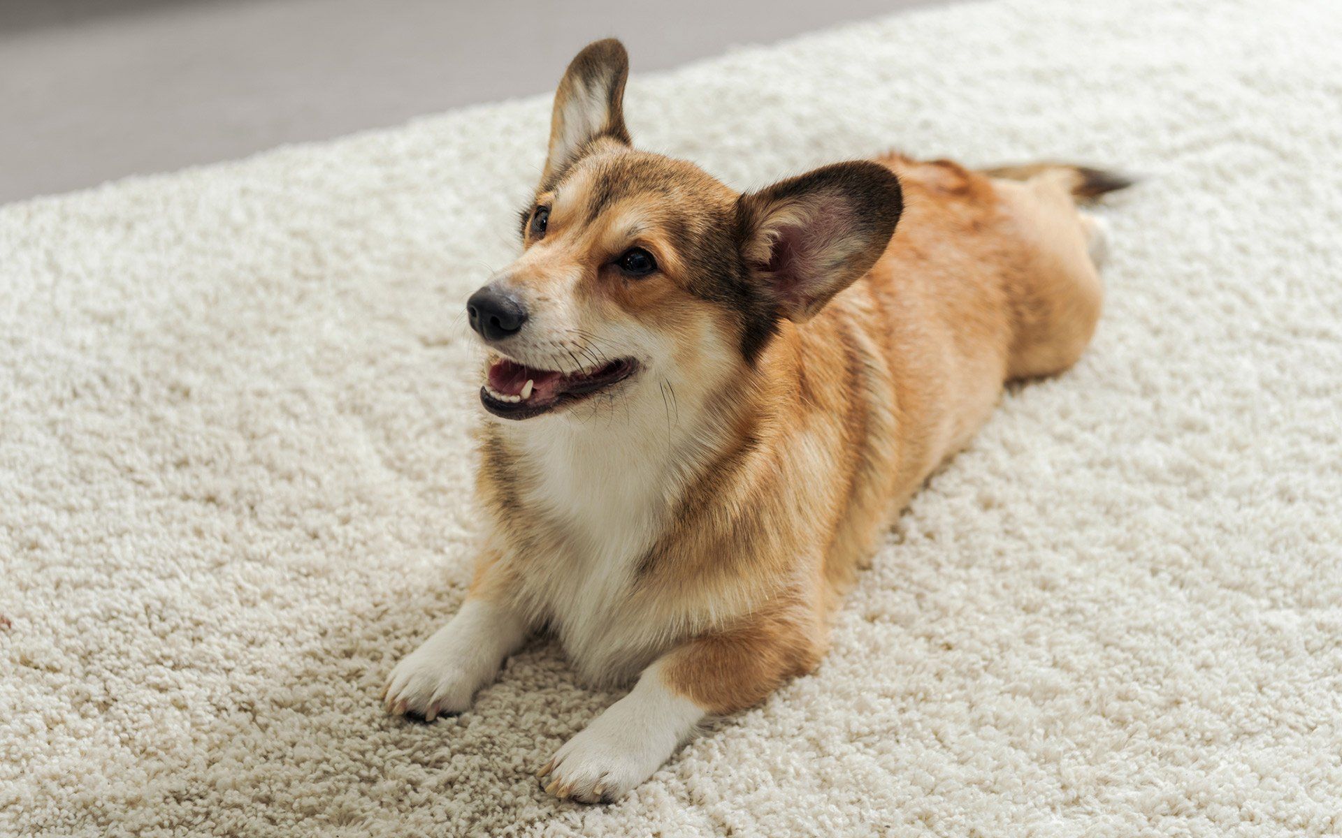 Carpet Cleaning Columbus, OH Buckeye Carpet Care Inc