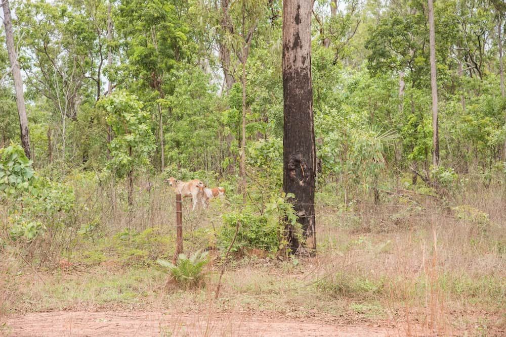 Dingoes in the Brush Next to a Tall Tree in a Wooded Area — Quack Pest Control in Coolalinga, NT