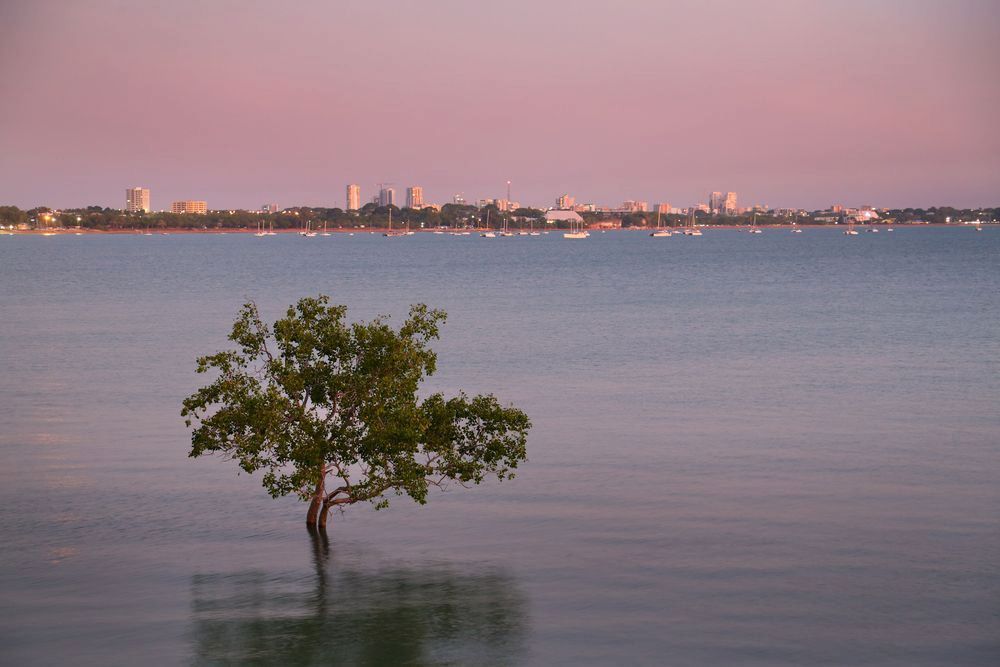 Tree in Water With a City Skyline Under a Pink and Blue Sunset — Quack Pest Control in Fannie Bay, NT
