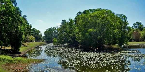 Lone Tree in a Green Meadow With a Body of Water  — Quack Pest Control in Winnellie, NT
