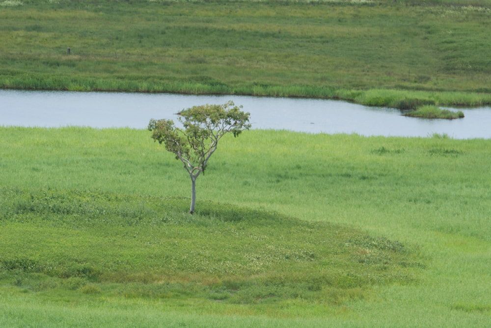 Lone Tree in a Green Meadow With a Body of Water  — Quack Pest Control in Winnellie, NT