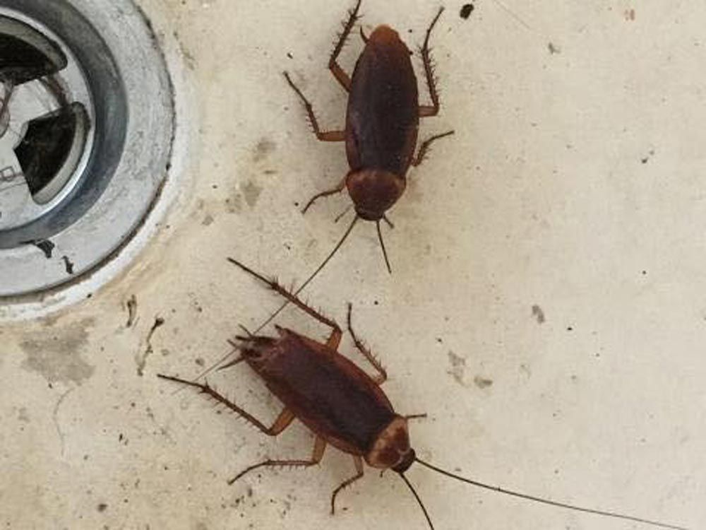 Cockroaches On The Sink
