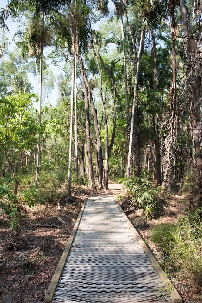 Wooden Boardwalk Path Through Lush Green Forest, Sunny Day — Quack Pest Control in Howard Springs, NT