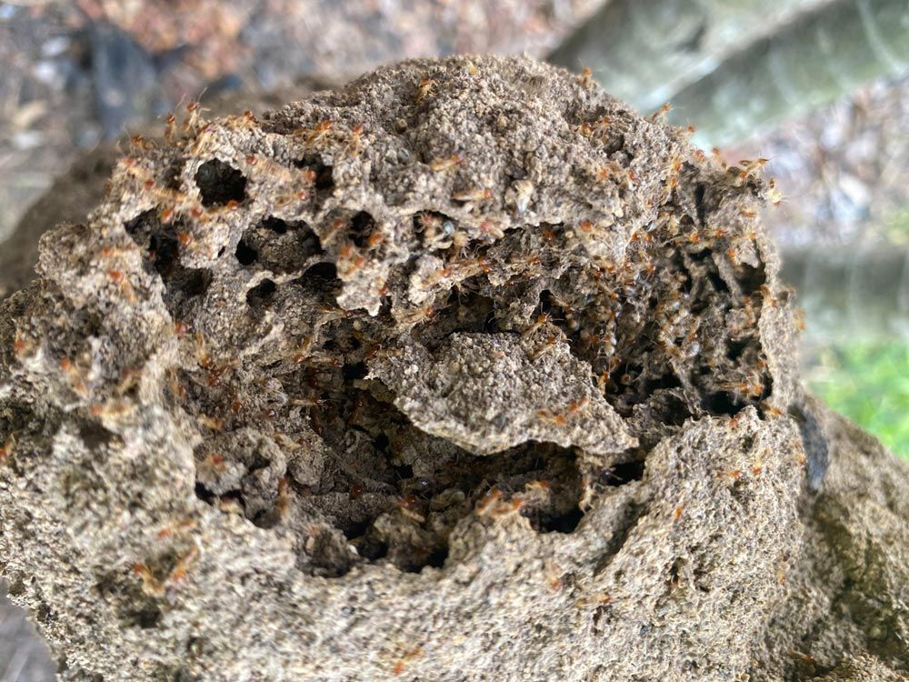 Mound With Termites