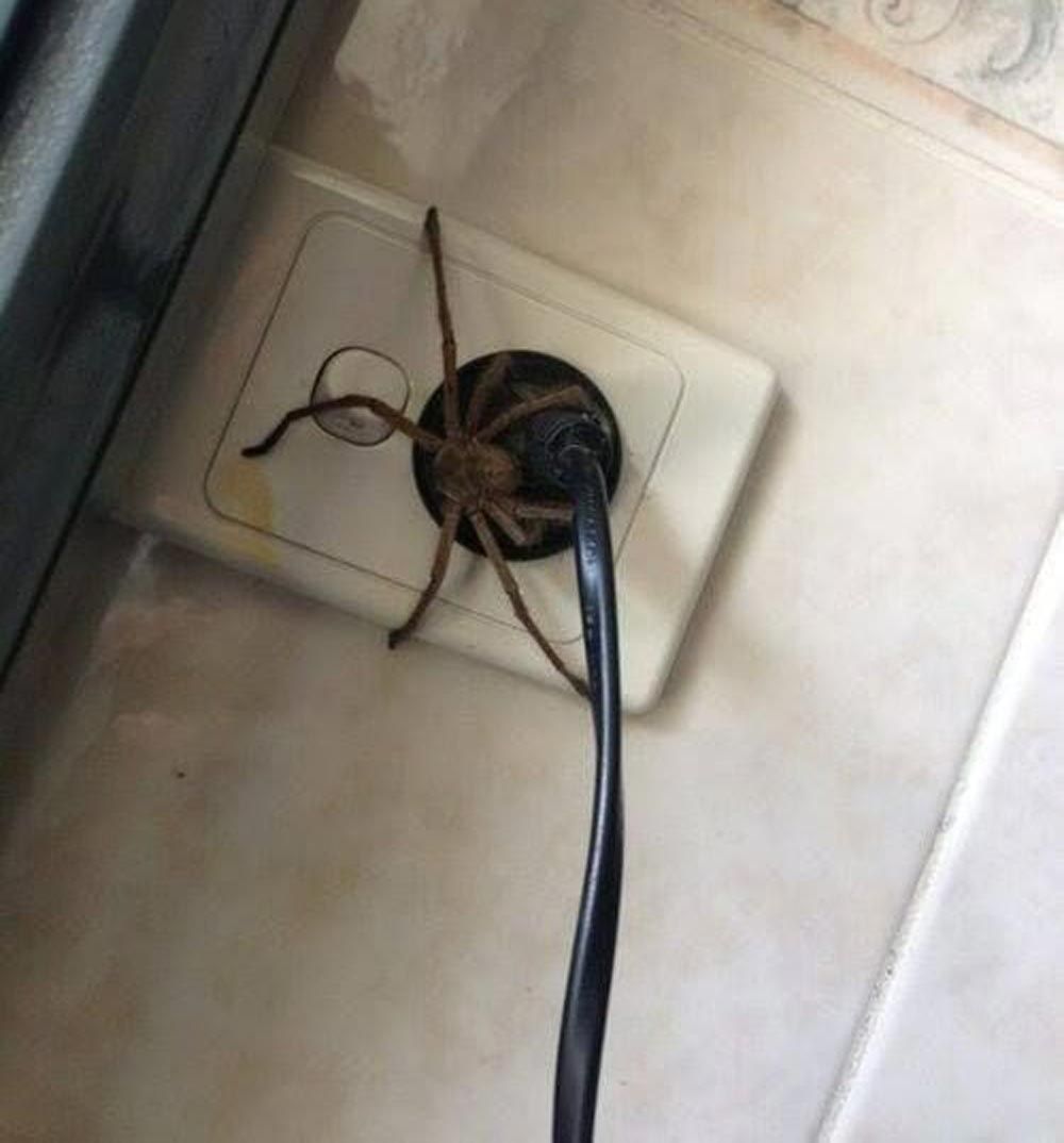 Spider On Outlet