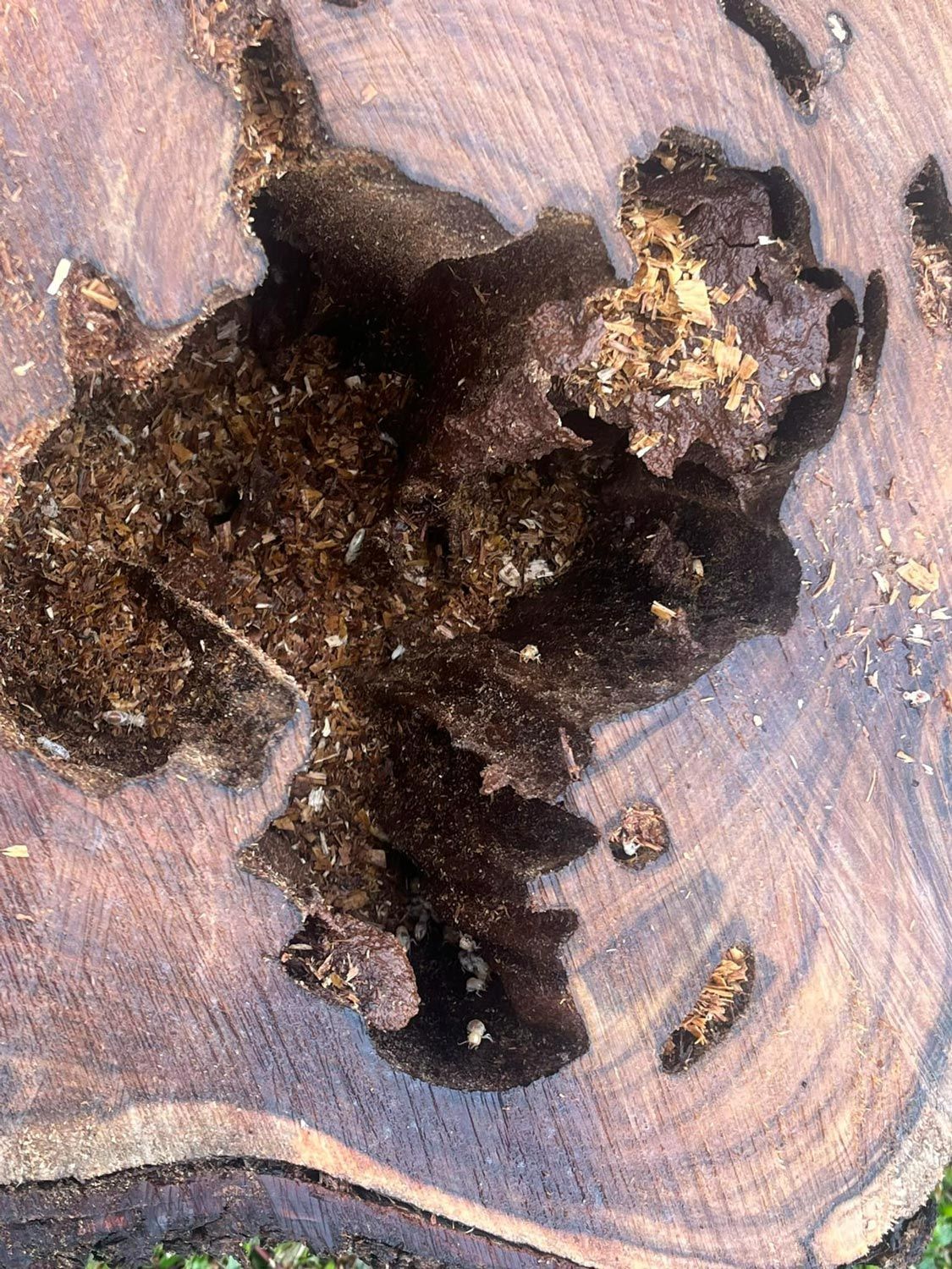 Wood Infested By Termites