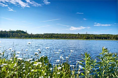 contact American forest management