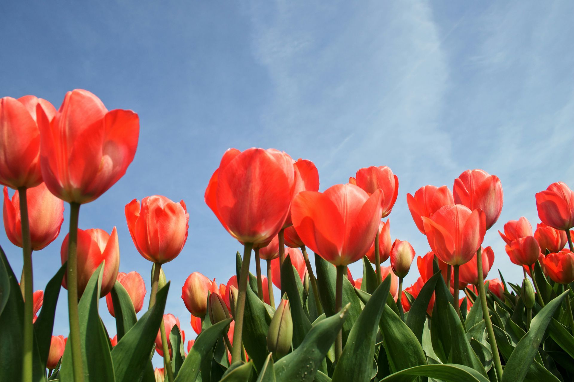 Red tulips blooming against a blue sky