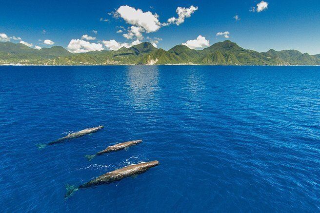 Three dolphins are swimming in the ocean with mountains in the background.