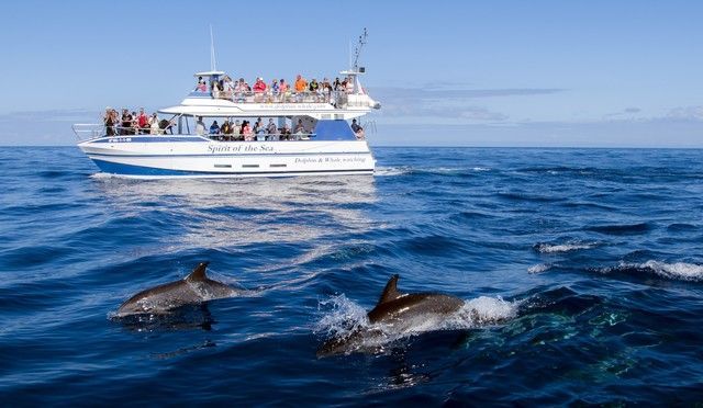 Dolphins swim near a white and blue tour boat on a sunny ocean. Passengers watch from the boat.