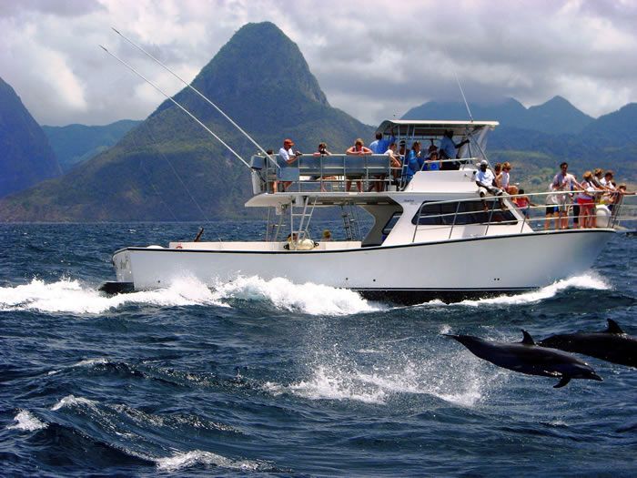 A boat with people on it is in the ocean with dolphins