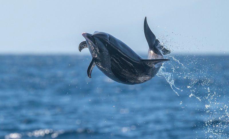 Dolphin leaping out of ocean, body arched, with water spray against blue sea and sky.