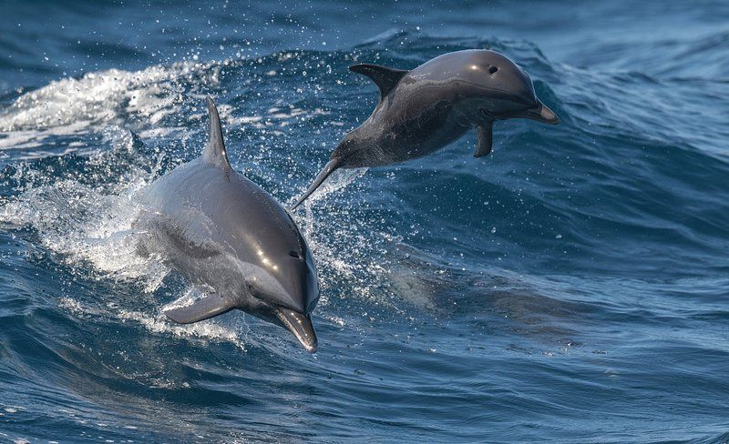 Two dolphins are swimming in the ocean together.