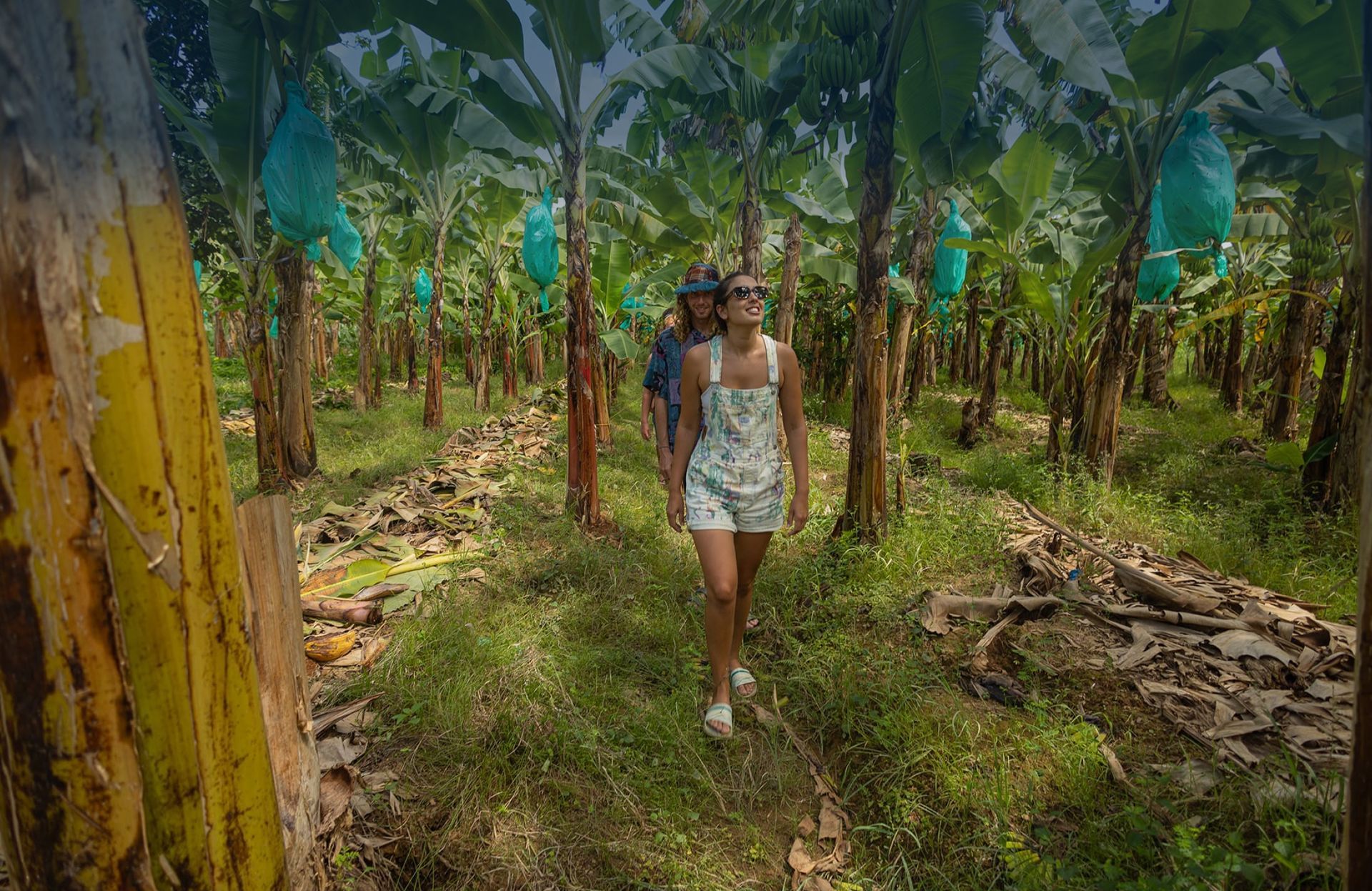 A woman is walking through a banana plantation.