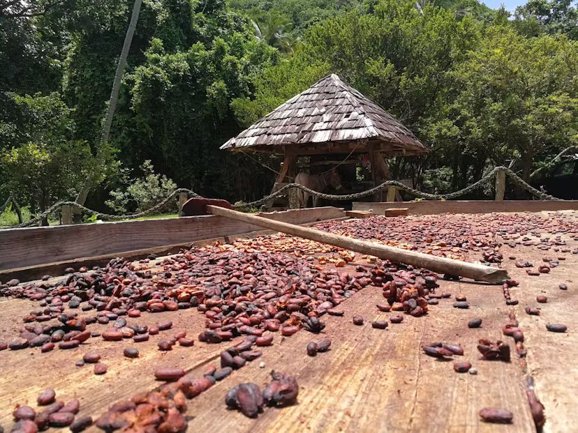 A pile of cocoa beans sitting on top of a wooden table.