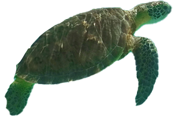 A green sea turtle is swimming in the water