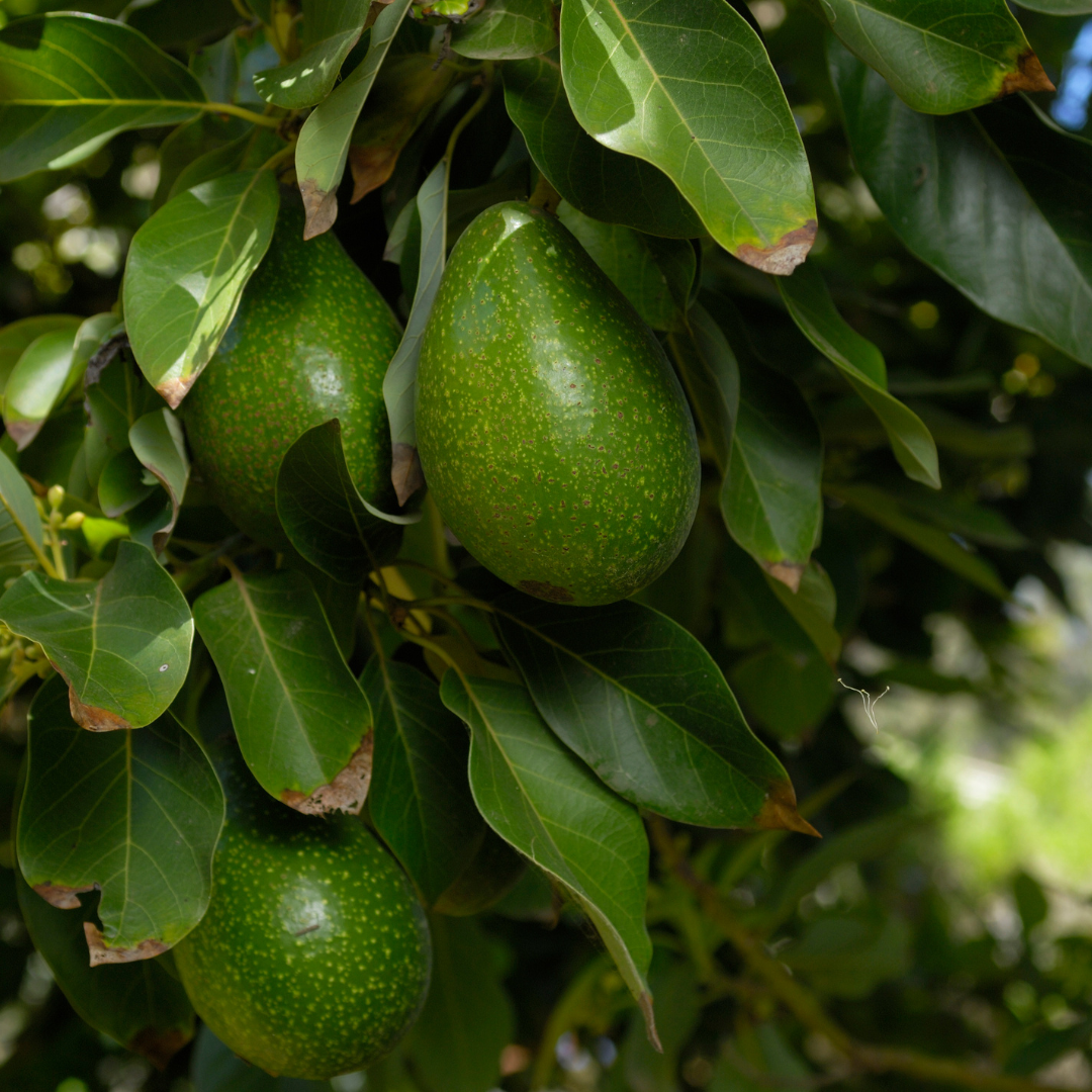 orchard maintenance camarillo