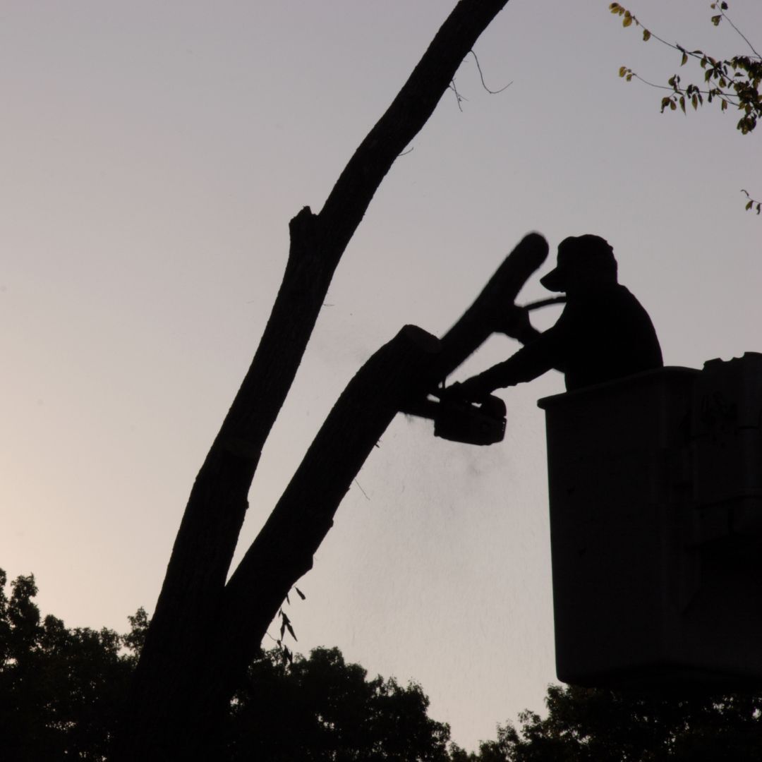 Tree emergency Camarillo