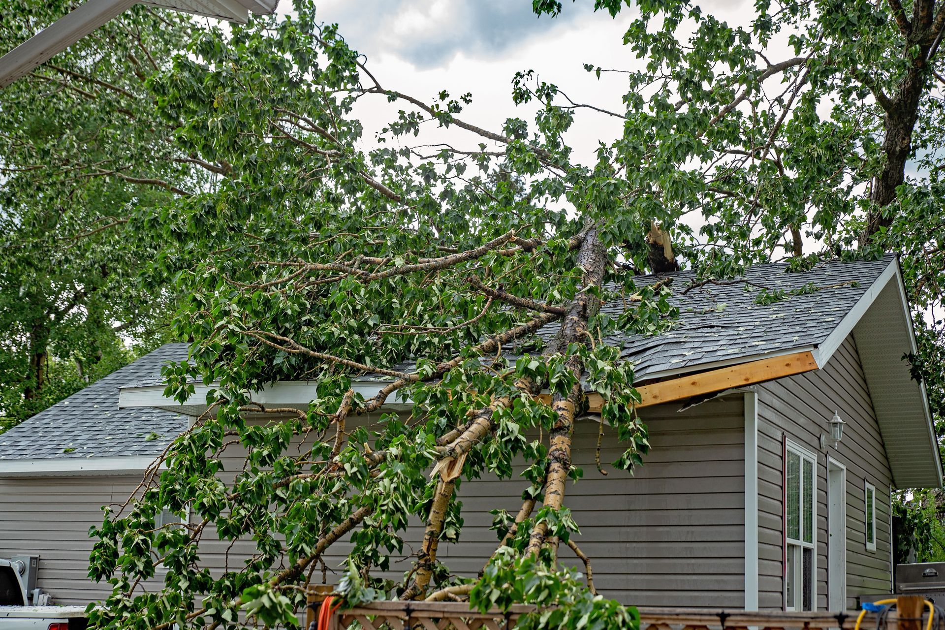 A large fallen tree with broken branches resting on the shingled roof of a home after a storm