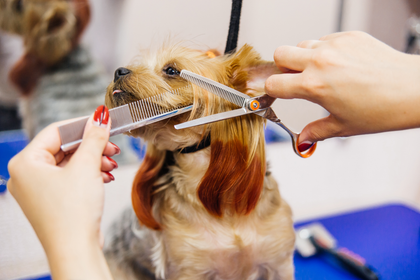 A woman is cutting a dog 's hair with scissors and a comb.