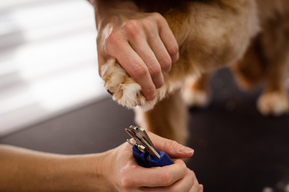 A person is cutting a dog 's nails with a pair of scissors.