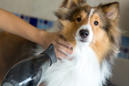 A collie dog is being blow dried by a person.