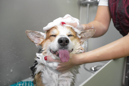 A dog is being bathed by a woman in a bathroom.