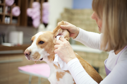 A woman is cleaning a dog 's ears with a cloth.