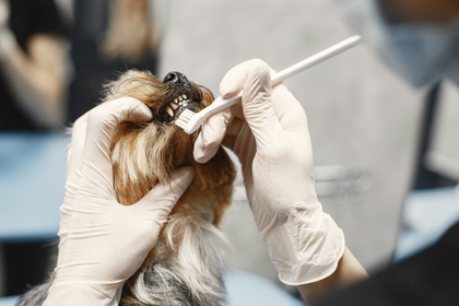 A person is brushing a dog 's teeth with a toothbrush.