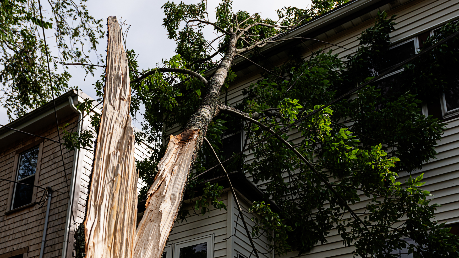 A tree that has fallen on top of a house.