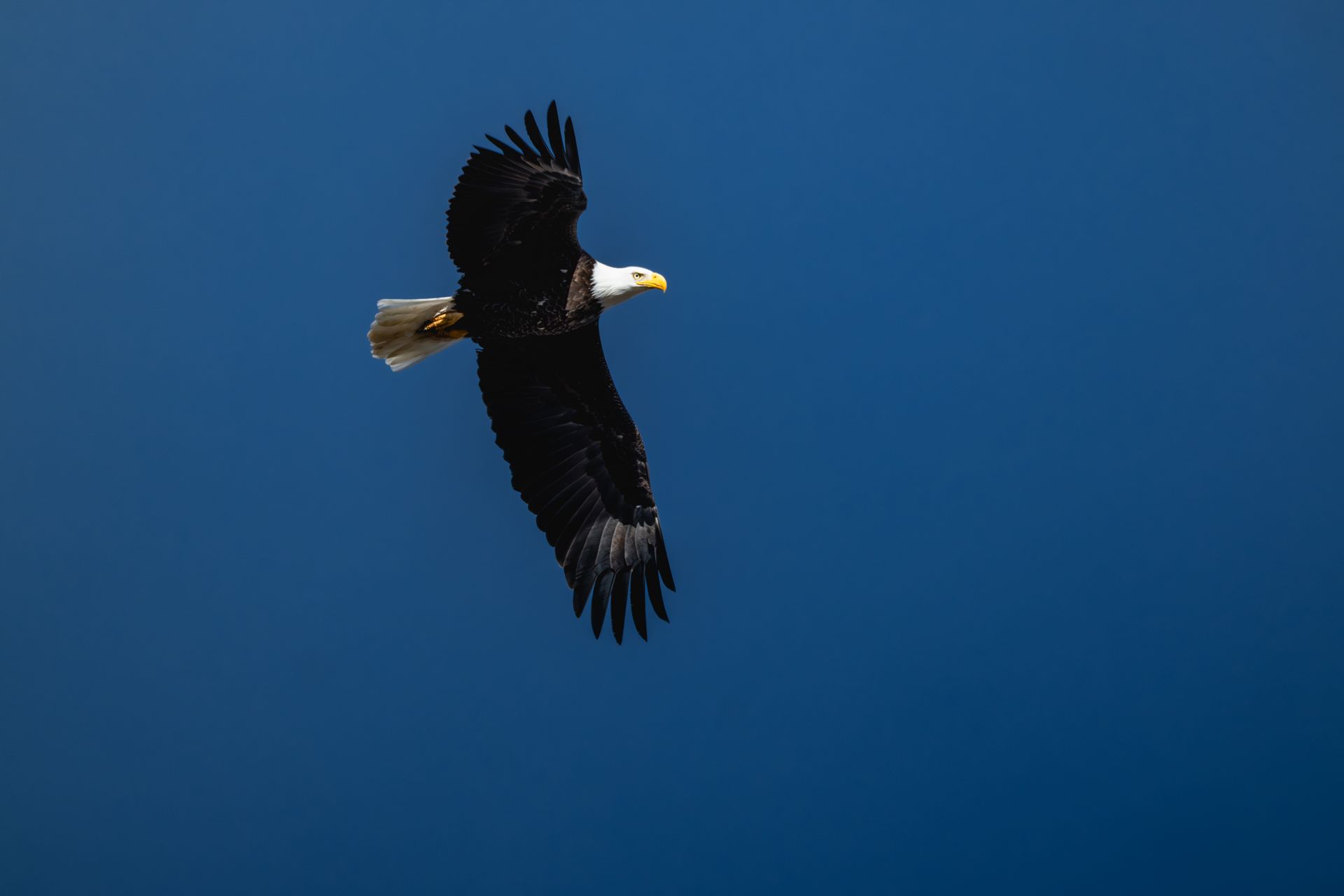 Eagle In Flight