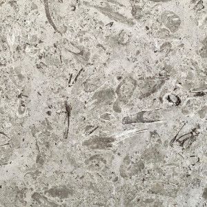 Gray stone surface with fossil imprints, textured with various shapes and shades.