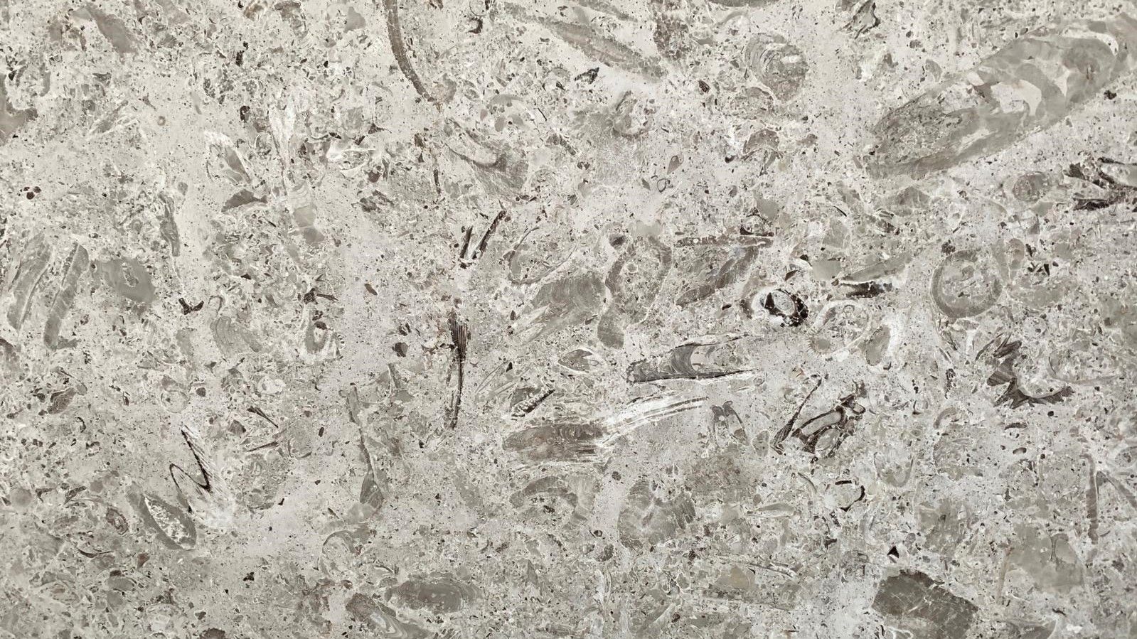 Gray stone surface with embedded fossils.