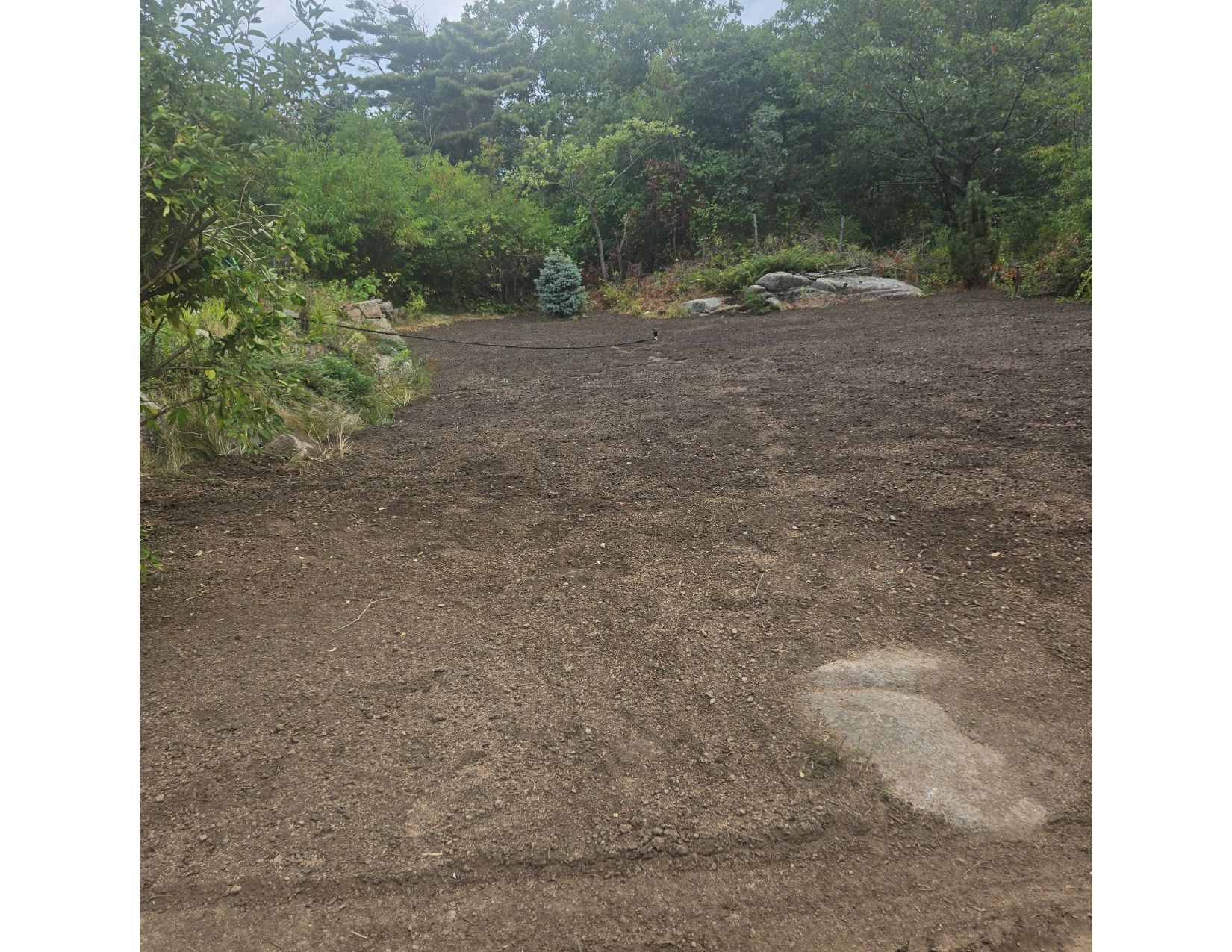 A clearing with dark soil, surrounded by green bushes and trees, a small blue spruce visible.