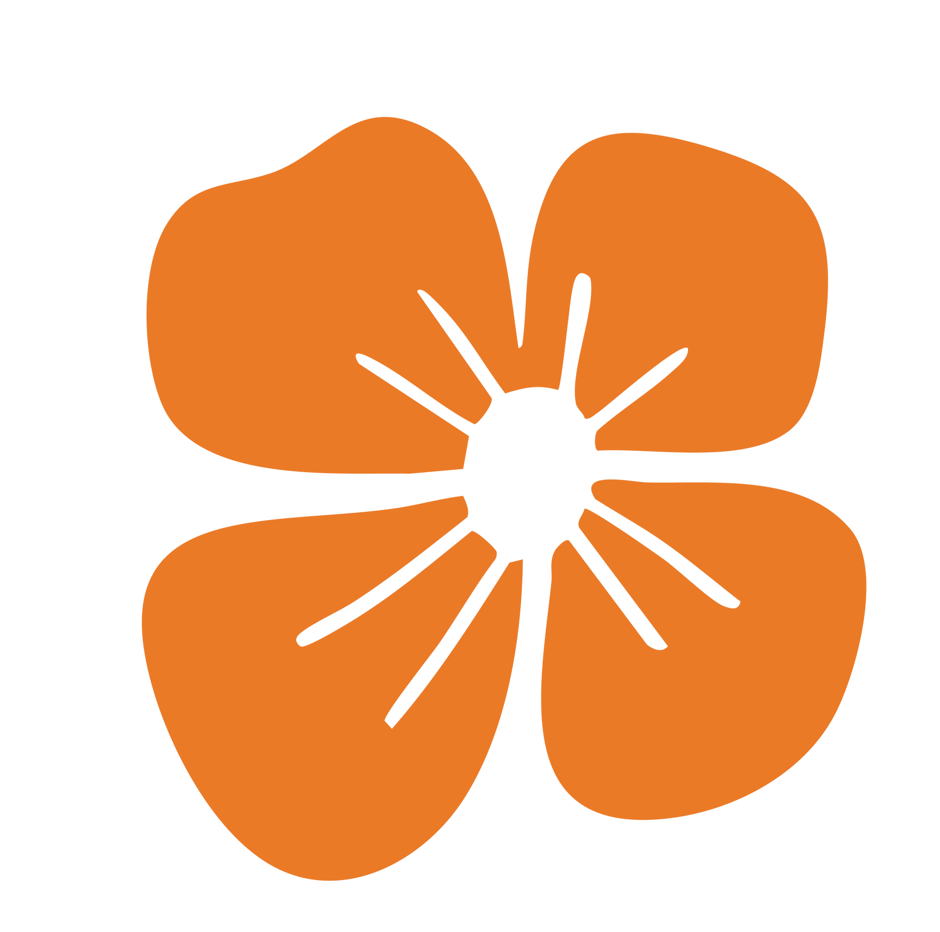 Orange flower with white center and petals.