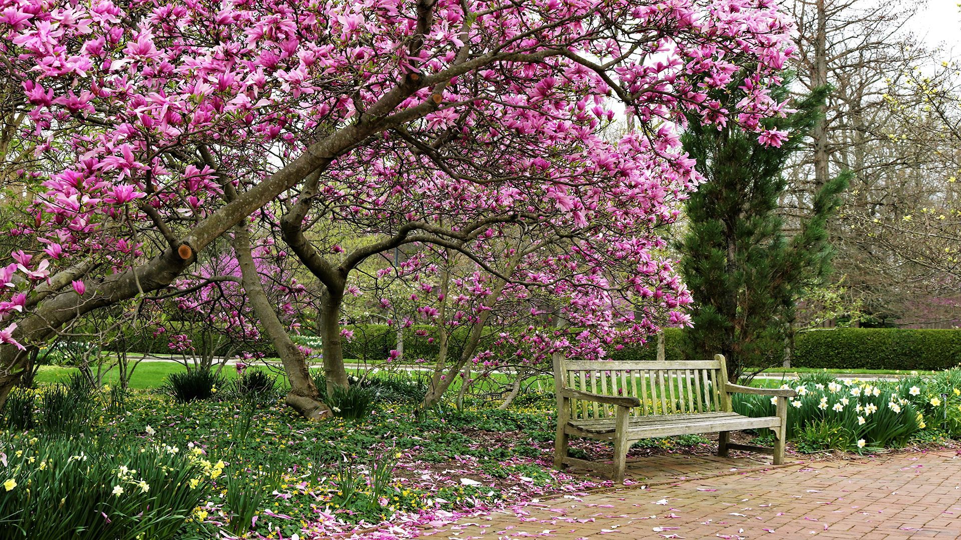 Park with Bench
