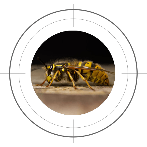Wasp control