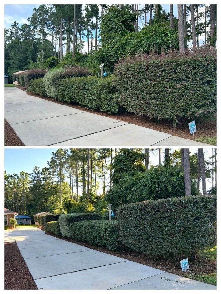 Suburban sidewalk bordered by neatly trimmed hedges and tall trees, shown in two similar views.
