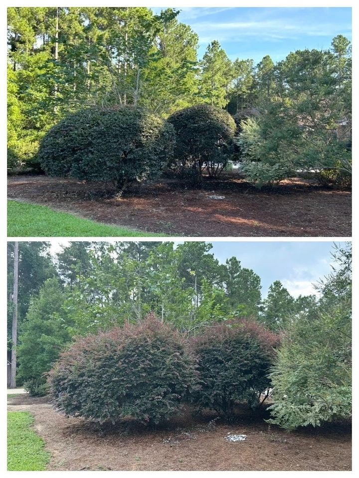 Two landscape photos of rounded shrubs in a garden, one lush green and one with reddish-brown foliage.