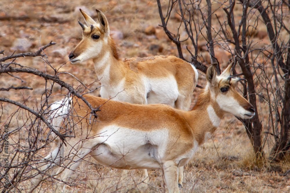 Scenic view of protected conservation lands managed by the Bureau of Land Management, showcasing the beauty of public lands and natural resources.