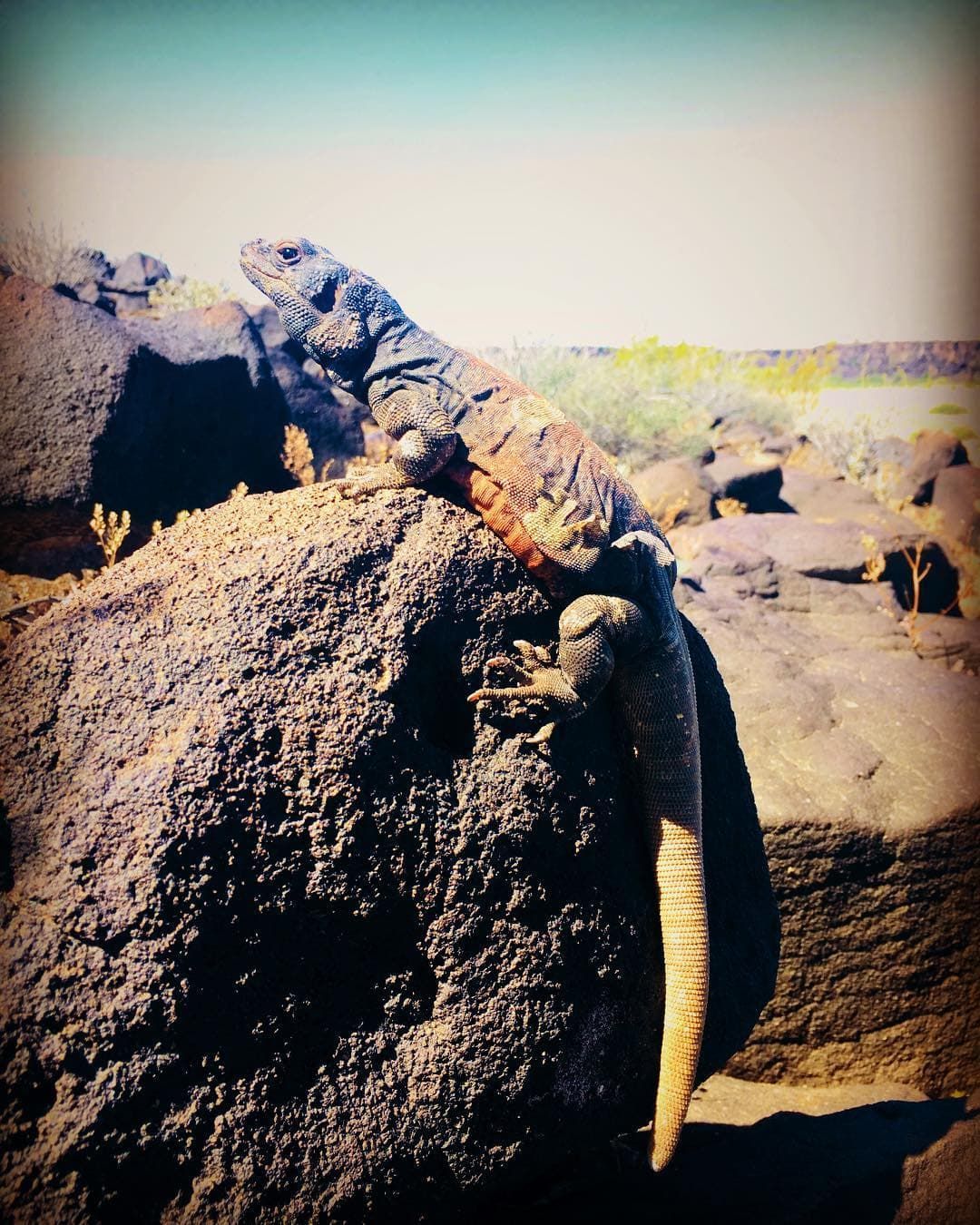 Scenic view of protected conservation lands managed by the Bureau of Land Management, showcasing the beauty of public lands and natural resources.
