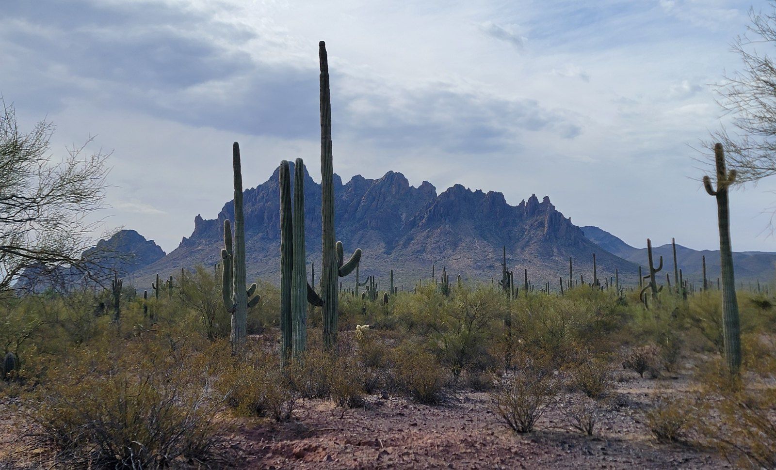 Saguaro cacti and mountains
